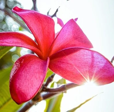 indian gardening style | about life in home